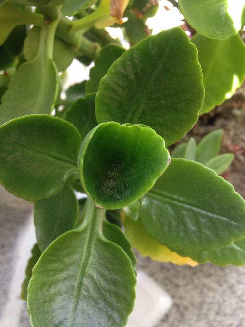 为什么我养的长寿花的叶子呈圆筒形状的