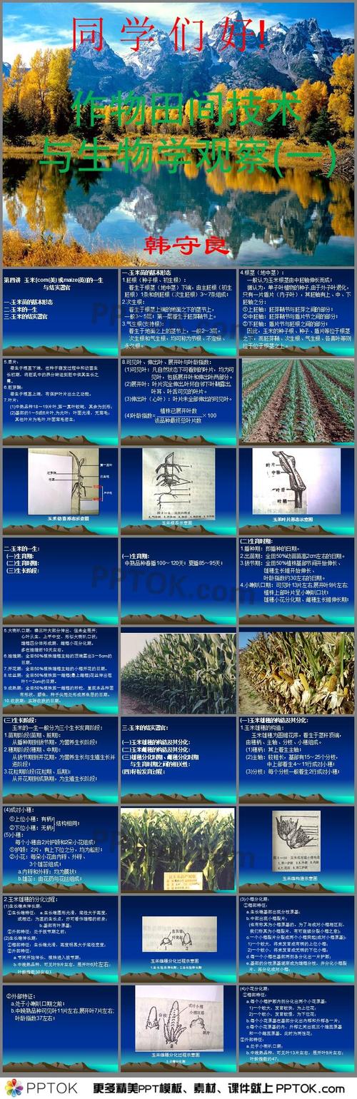第四讲玉米的一生与结实器官ppt