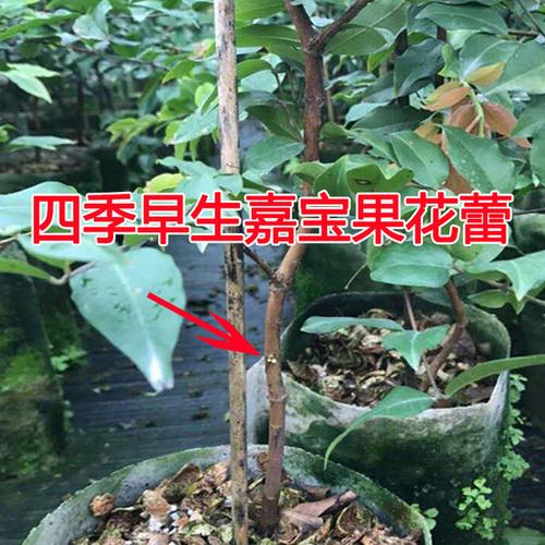 嘉宝果苗台湾四季早生嘉宝果树苗树葡萄苗南方北果树苗盆栽