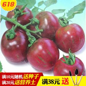 紫色小番茄种子 紫玉 番茄种子紫珍珠番茄种子小柿子种子