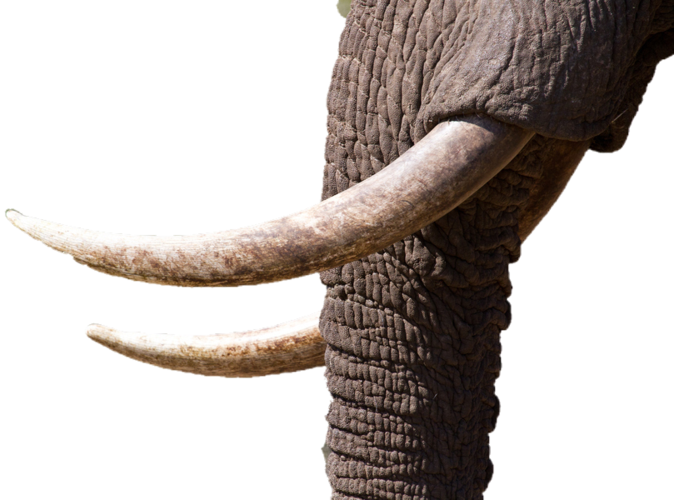 鉴宝实录之象牙的秘密