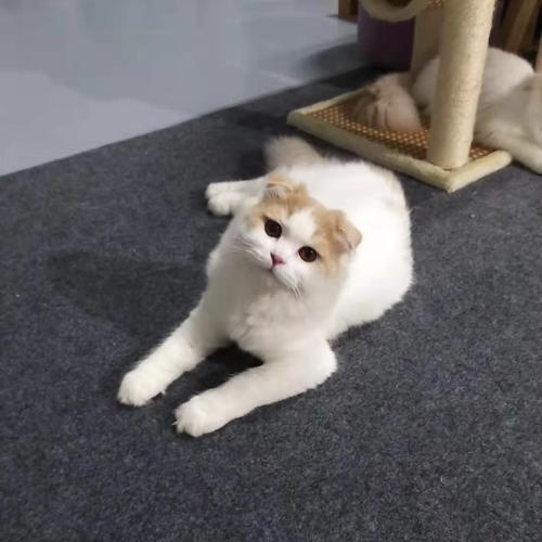 李小事儿-北京宠物领养