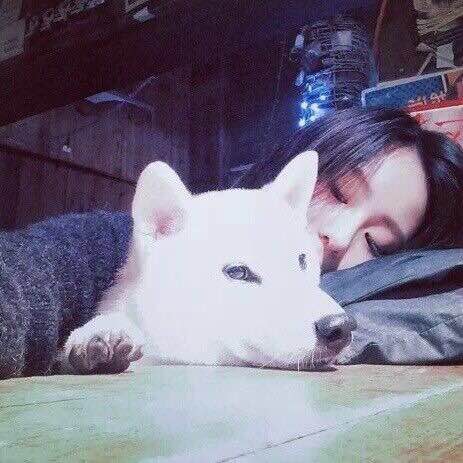 美女和狗的情侣头像图片