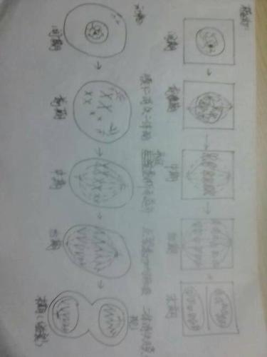 【高一生物】哪位大佬可以帮忙画一下植物,动物细胞的有丝分裂?