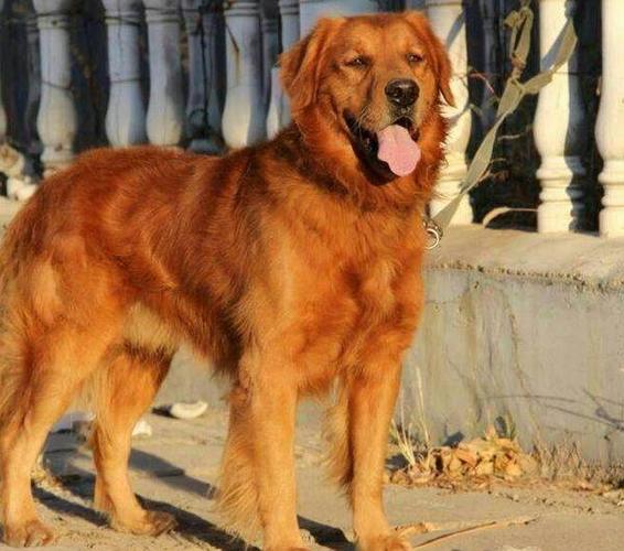 枫叶红金毛种公借配价格可聊