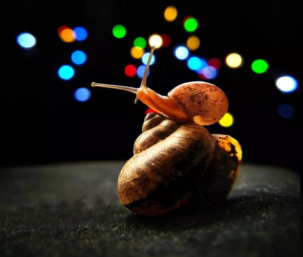 专题展 | 一叶知秋和记:尝试拟人化地拍摄小蜗牛