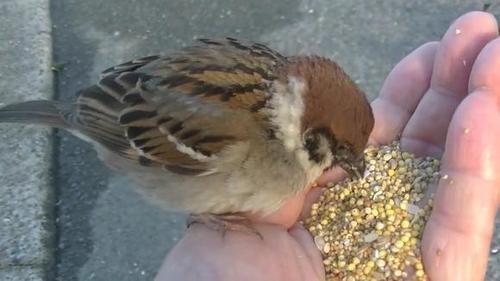 这不是一般的普通麻雀,是少见的山麻雀,山麻雀叫声