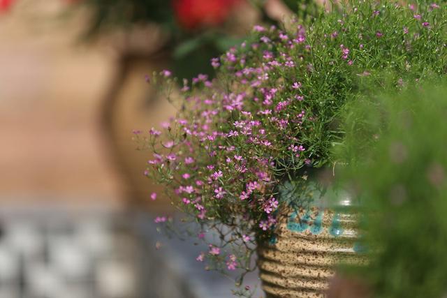 满天星,灿烂整个流年