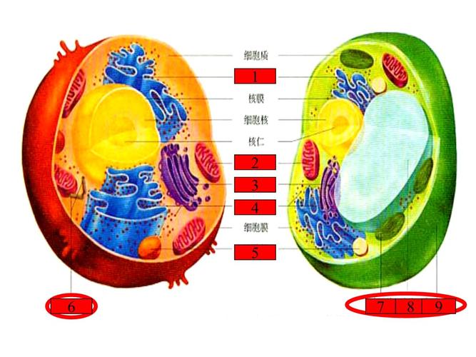 生物必修一133细胞基本结构细胞核.ppt