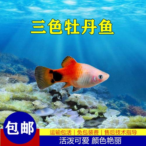 三色牡丹鱼活体胎生鱼下崽狂魔鱼好养耐活鱼观赏鱼小型淡水好养
