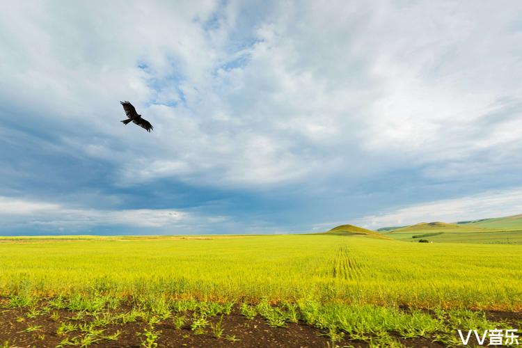 草原雄鹰在在蓝天中翱翔.