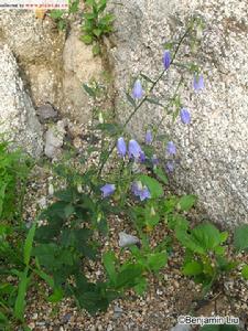 8.《本经逢原》:"沙参有南北二种,北者质坚性寒,南者体虚力微."   9.