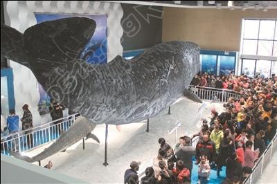 洋口港香鲸馆昨天开馆 吸引了众多市民 游客前来