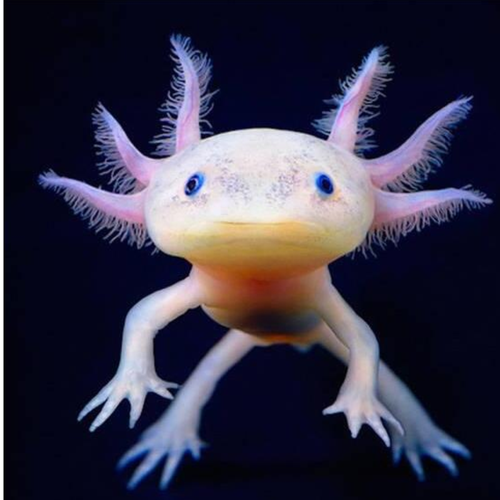 六角恐龙龙鱼蝾螈淡水冷水鱼观赏鱼锦鲤好养活体鱼