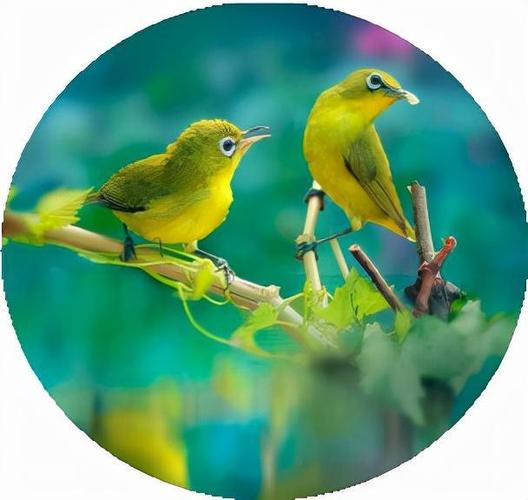 微信头像,精美壁纸,可爱的小鸟图片,足有10张