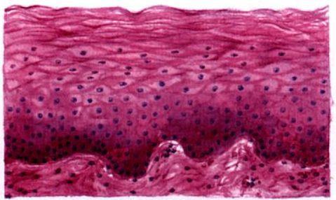 复层柱状上皮stratified columnar epithelium:柱状(排列整齐) 多边形