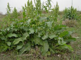 土大黄(蓼科酸模属植物)_百度百科