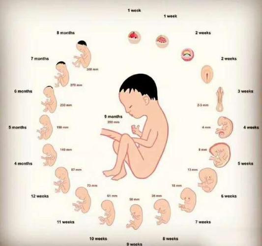 在没有胎心胎芽之前,只能通过验血查看孕酮和hcg来判断胎儿的发育情况