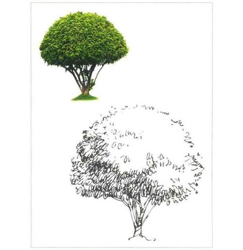 茶树速写画法训练范例