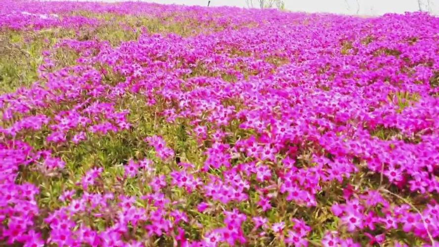 民权百亩丛生福禄考粉红花海醉游人