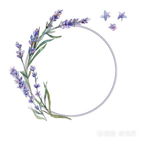 紫罗兰色薰衣草花卉植物花.框边框装饰广场.背景,质地