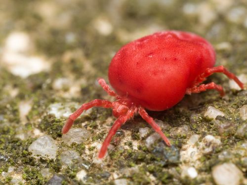 红色,天鹅绒,螨虫,绿色,表面