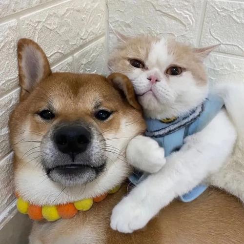 小动物情头 - 知乎