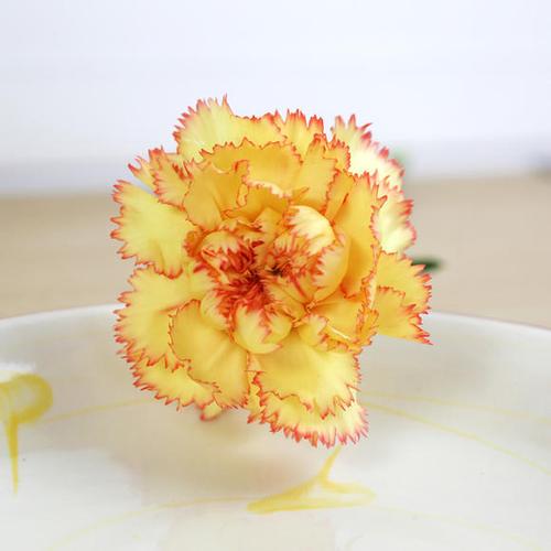 19枝单头康乃馨礼盒杭州同城速递送家庭鲜花