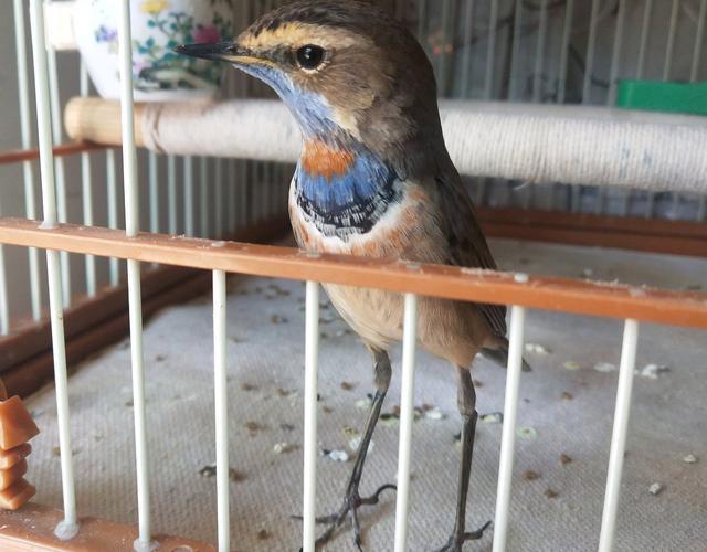 让靛颏鸟变乖的六个技巧