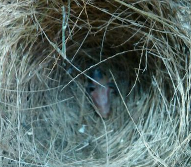 白腰文鸟幼鸟什么样的,图片?