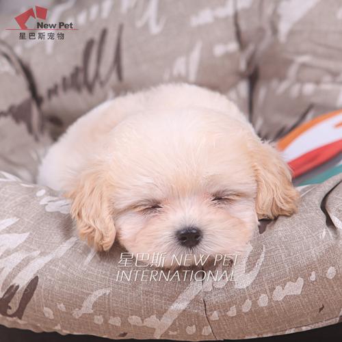 泰迪 星巴斯 纯种奶白色白色 泰迪贵宾幼犬 宠物狗活体cn198