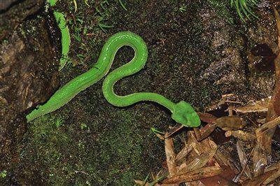 竹叶青蛇的嘴里发现新物种