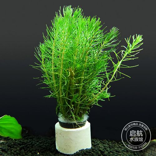 水草固定环 水草植物沉重沉底陶瓷杯重力环水草快速造景装饰一个