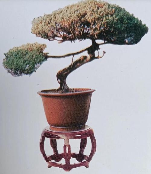 中国通派盆景介绍历史沿革一下