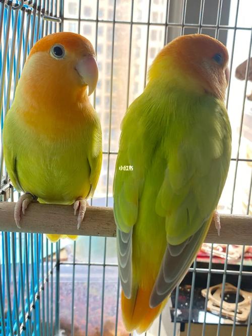 牡丹鹦鹉—金头奥桂闪_鹦鹉_牡丹_牡丹鹦鹉_宠物_宠物