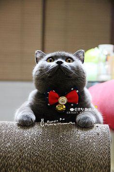 英短蓝猫
