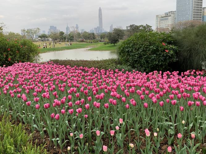 快来深圳香蜜公园郁金香花海93_香蜜_花海_香蜜公园