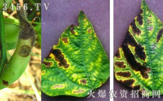 荷兰豆黑斑病