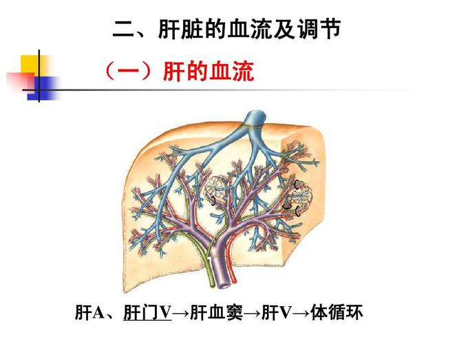 医药卫生 基础医学 麻醉与肝脏二,肝脏的血流及调节 (一)肝的血流 上