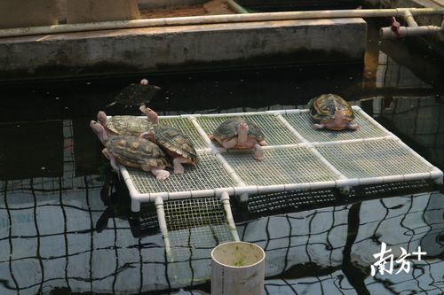 帮人建龟池顺手盗走价值43万元乌龟,小榄警方破获特大