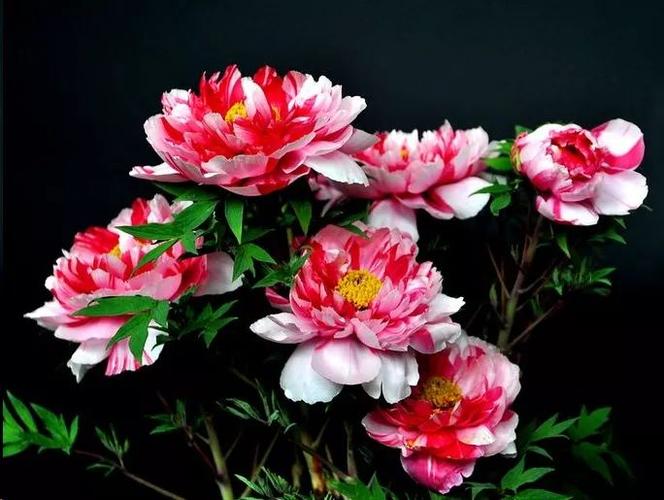 的季节已经来了,牡丹和芍药开花特别像,很多花友分不清,牡丹与芍药,那