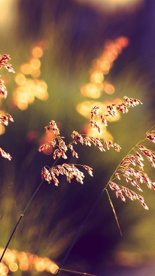 夏天草在日落,模糊的背景 iphone 壁纸