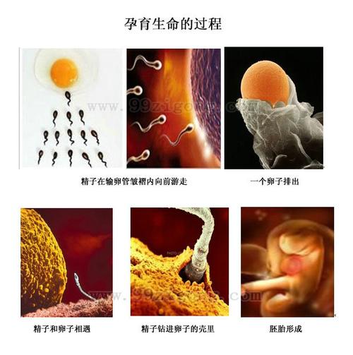 孕育生命的过程