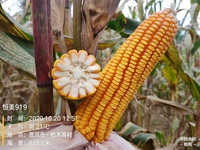 "信心来源于实力,实力来源于表现."——恒美919