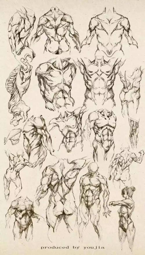 干货速写人体结构参考收藏