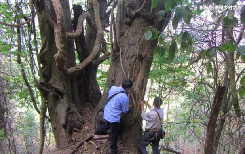 你知道桑树还有那些好处吗?另外你知不知道桑白皮有什么作用呢?