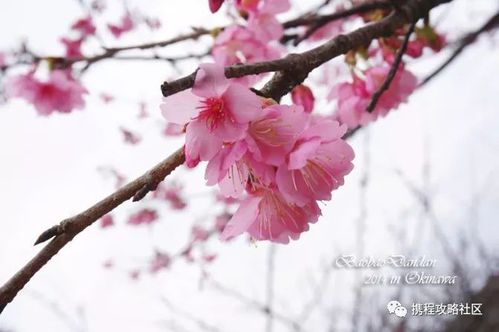 日本第一场樱花已经盛开