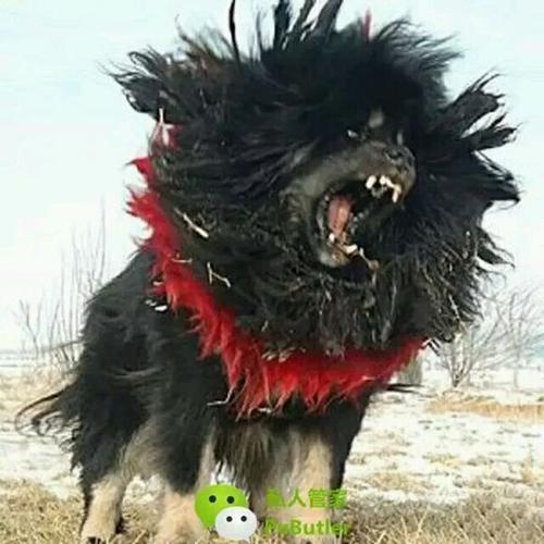 鬼藏獒图片欣赏