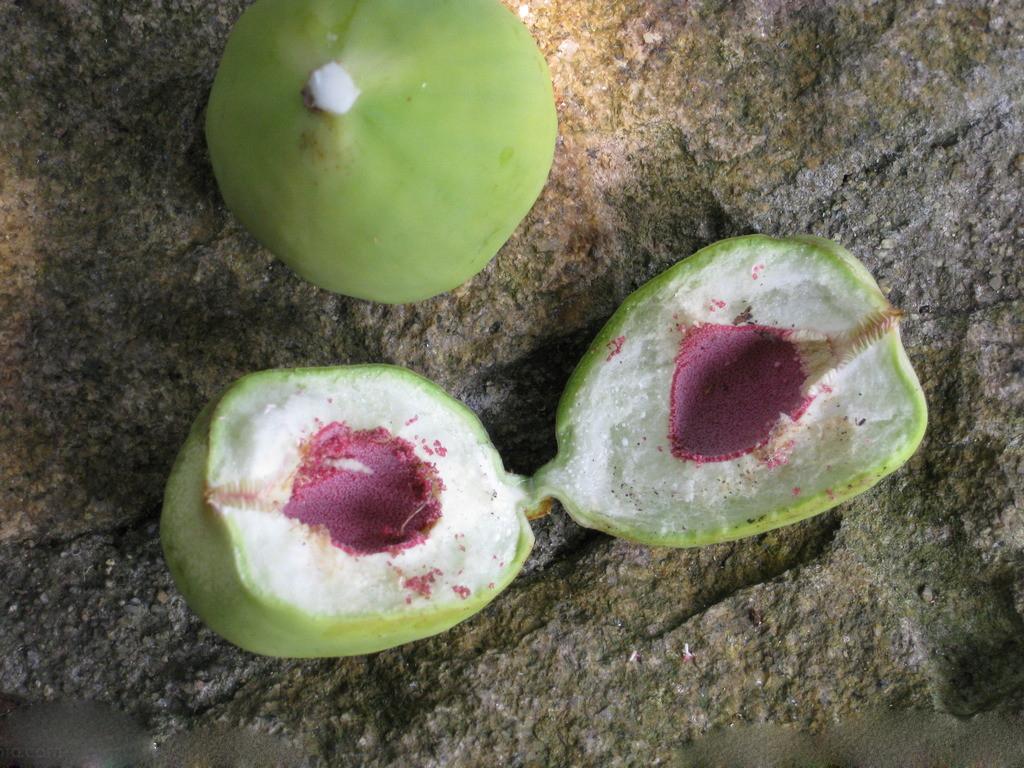 此外,它还能做成凉粉来食用,薜荔果做的凉粉和我们传统意义上吃的凉粉