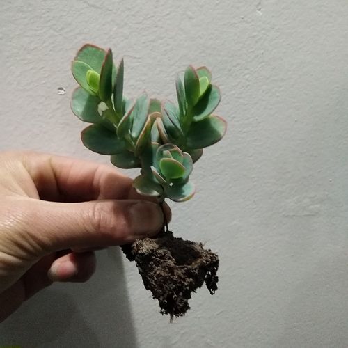 白姬之舞多肉植物盆栽